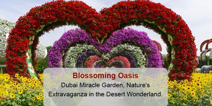 Dubai Miracle Garden: A Blossoming Oasis in the Desert!