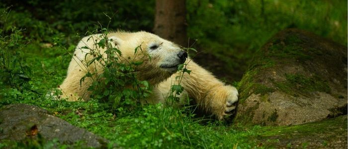 A polar bear standing in green grass, captured in a metal print, showcasing its white fur against the vibrant background.