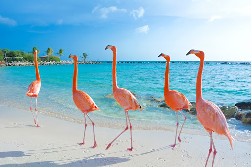 Five flamingos standing on a sandy beach, near the water's edge, with gentle waves lapping at the shore