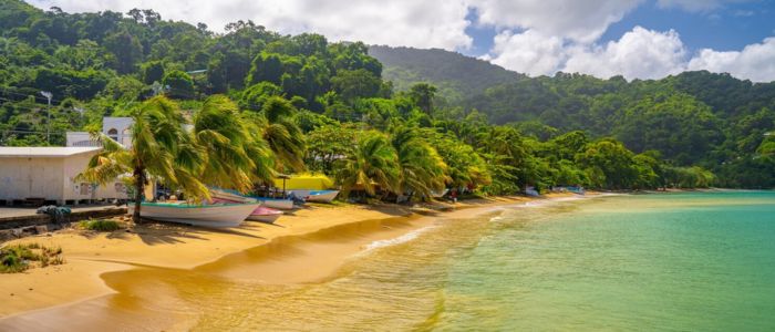A scenic beach featuring palm trees and boats resting on the sandy shore under a clear blue sky.