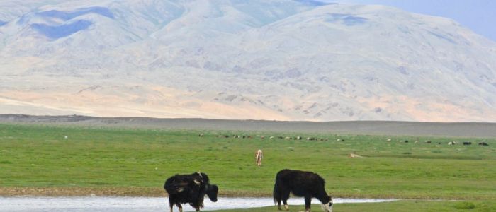 Two yaks grazing in lush grass beside a gently flowing stream.