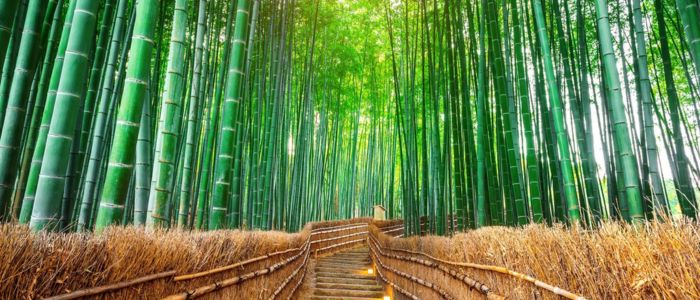 A serene bamboo forest with towering green stalks lines a winding path. Sunlight filters through leaves, creating a calm, inviting atmosphere.