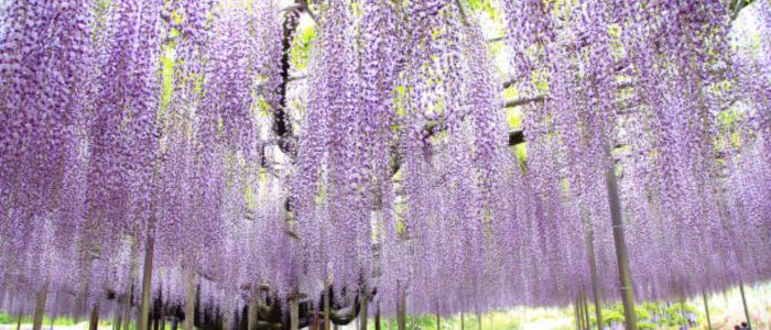 Cascading clusters of vibrant purple wisteria flowers hang from a pergola, creating a serene and enchanting atmosphere in a sunlit garden.