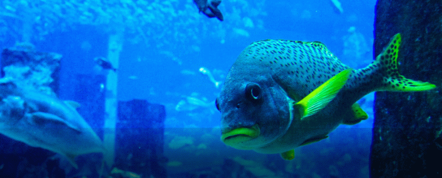 Dubai Aquarium