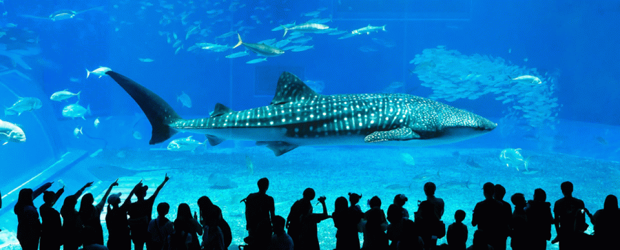 Dubai Aquarium