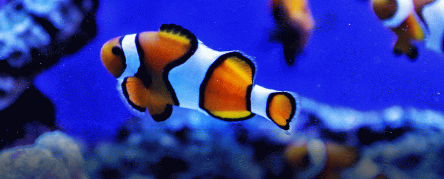 Dubai Aquarium