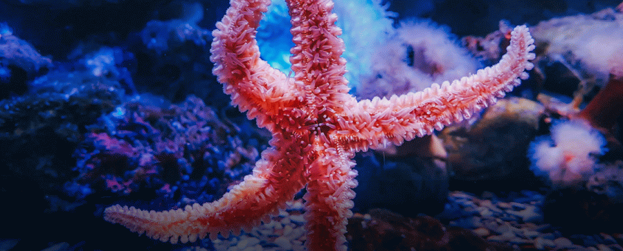 Dubai Aquarium